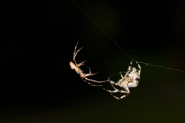 Bekjempe edderkopp – stockfoto