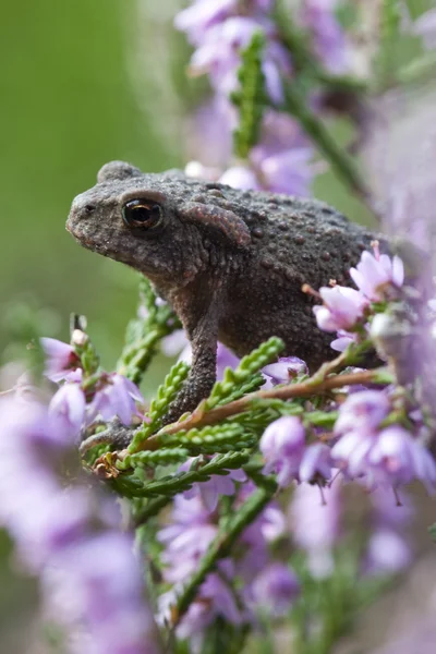 Little toad — Stock Photo, Image