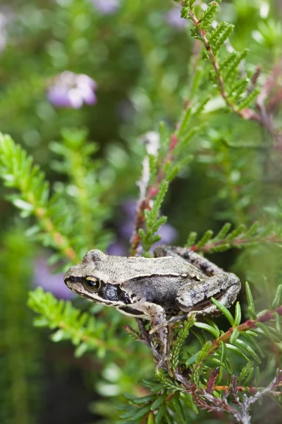 Little frog — Stock Photo, Image