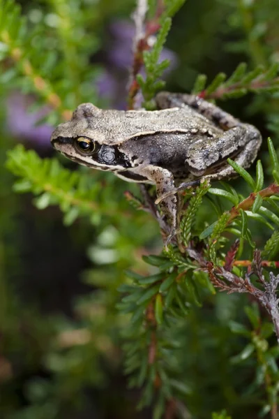 Little frog — Stock Photo, Image