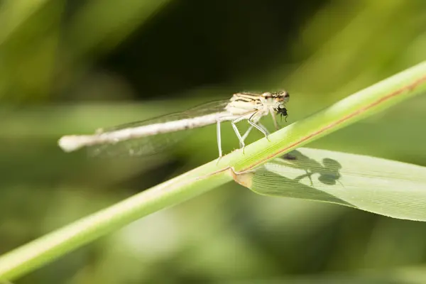 stock image Dragonfly