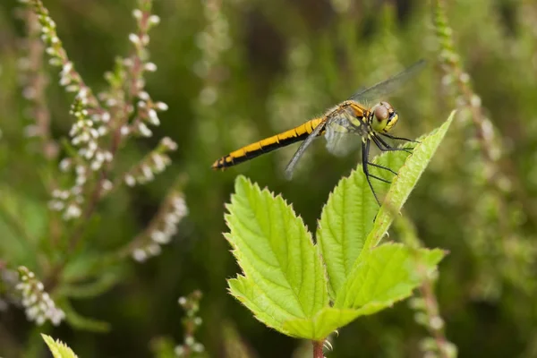 stock image Dragonfly