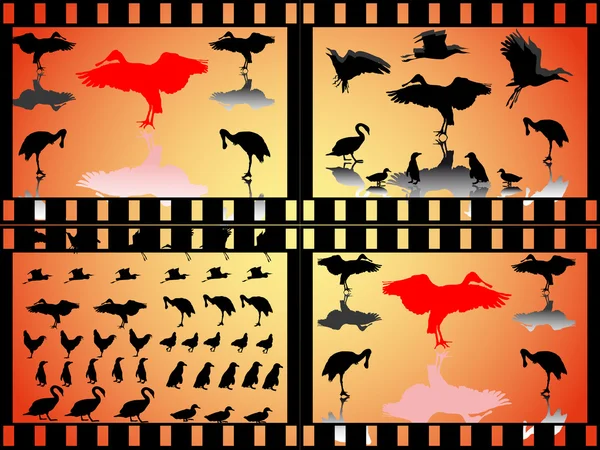 Muchos grupos de aves — Archivo Imágenes Vectoriales