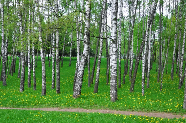 Legno di betulla. Paesaggio di primavera . — Foto Stock