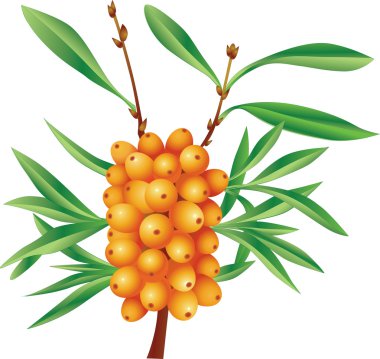 Branch of sea-buckthorn berries with berries clipart