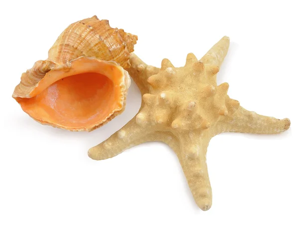 stock image Cockleshell and starfish on white background