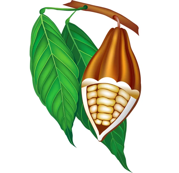 Какао-бобы с зелеными листьями . — стоковый вектор