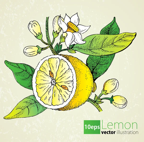 Lemon flowers & leaf set in retro style — Stock Vector