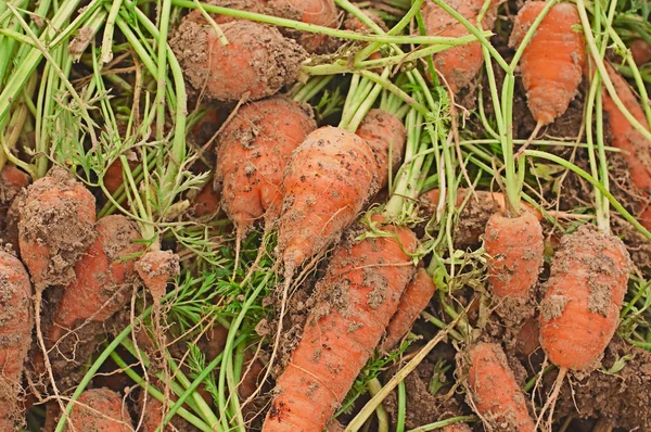 stock image Carrots with a tops of vegetable