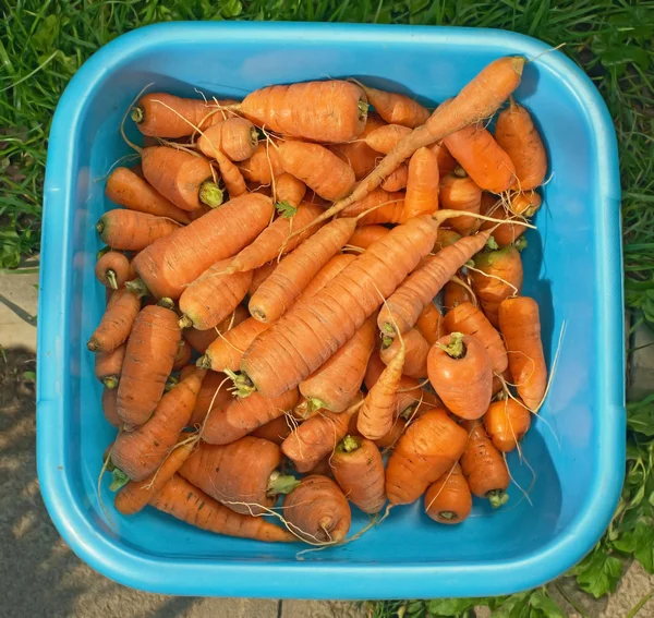 havuç ile yırtık kapalı bir havza sebze üst kısımları