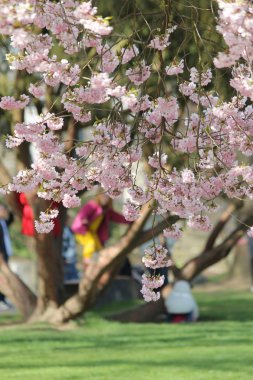 bir gün bahar Parkı