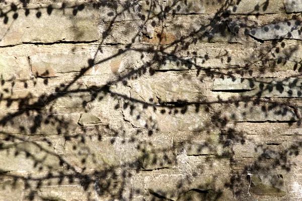 Şube duvar gölgeler — Stok fotoğraf