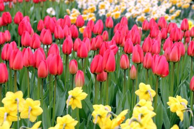 Red tulips in a flower meadow