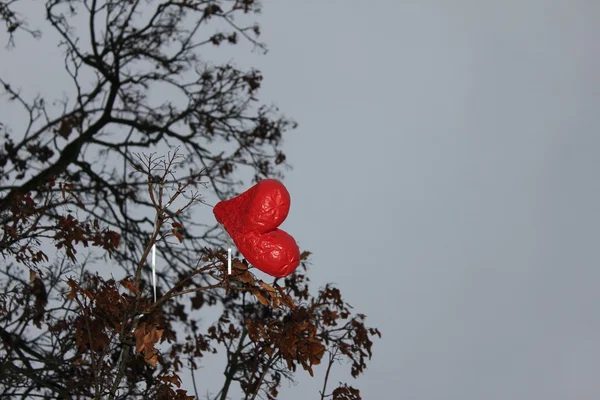 stock image Heart in the tree