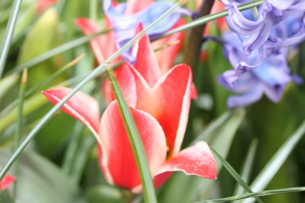 stock image Flower blur