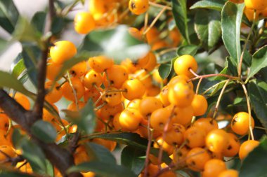 Rowanberry clipart