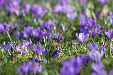 Mor bahar crocus çayır