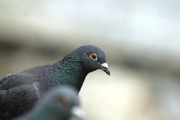 stock image Pigeon