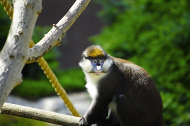 Schmidt'in nokta burunlu guenon