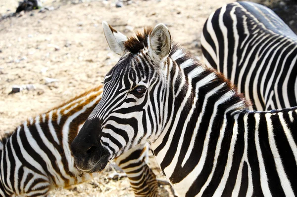 Nahaufnahme eines Zebras — Stockfoto
