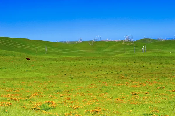 Windmills and Poppies — Stock Photo, Image