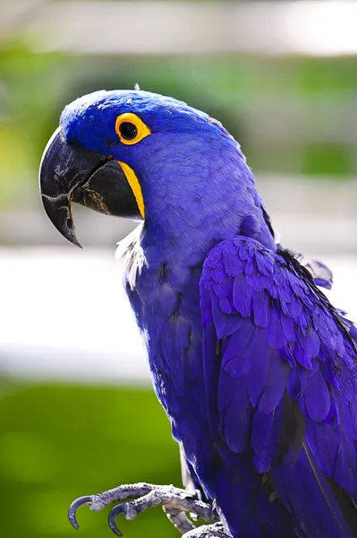 Sümbül Amerika papağanı — Stok fotoğraf