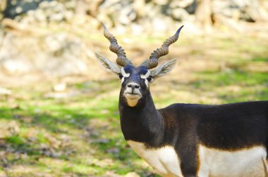 Blackbuck