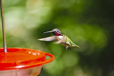 Hummingbird clipart