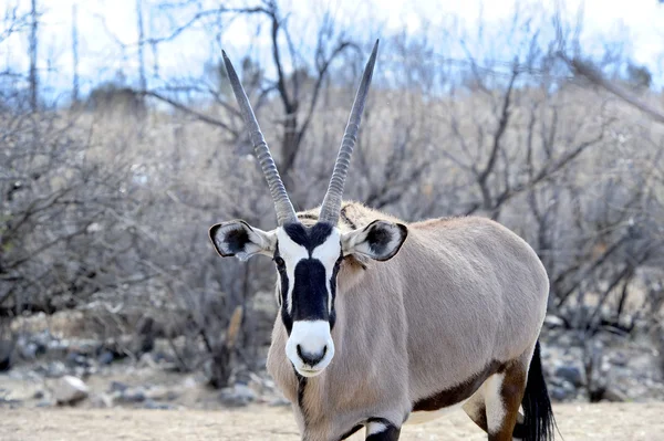 Detailní záběr Oryx — Stock fotografie