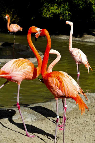 stock image Caribbean Flamingos