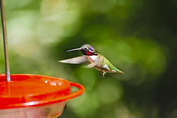 Kolibřík — Stock fotografie