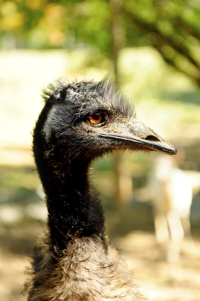 Closeup emu — Stock fotografie