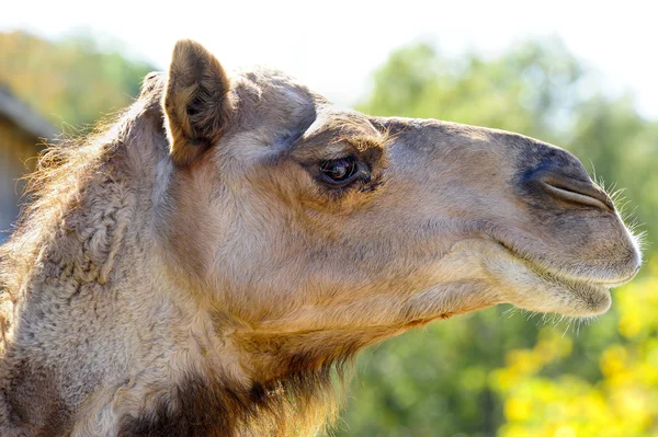 Profil d'un chameau — Photo