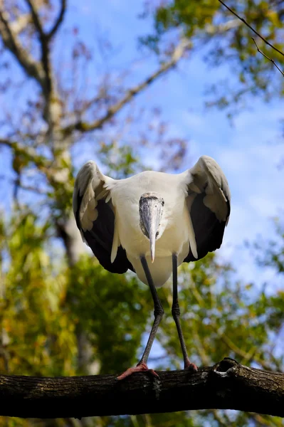 Stork Kayu — Stok Foto
