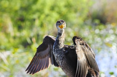 Double Crested Cormorant clipart