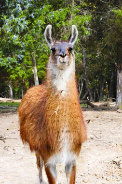 Portrait of a Llama clipart