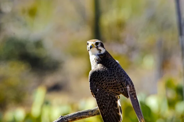 Halcón de la pradera — Foto de Stock