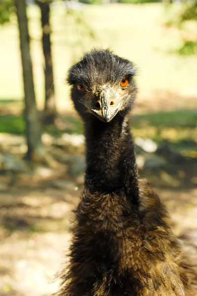 Nærbillede af en Emu - Stock-foto