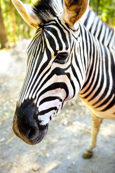 Closeup of a Damara Zebra