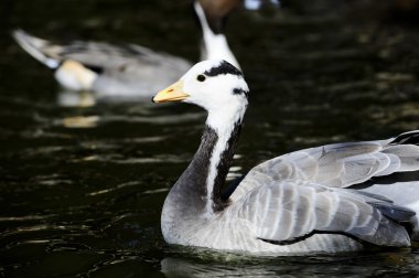 Bar Headed Goose clipart