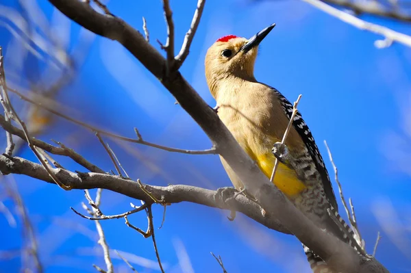 吉拉啄木鸟 — 图库照片