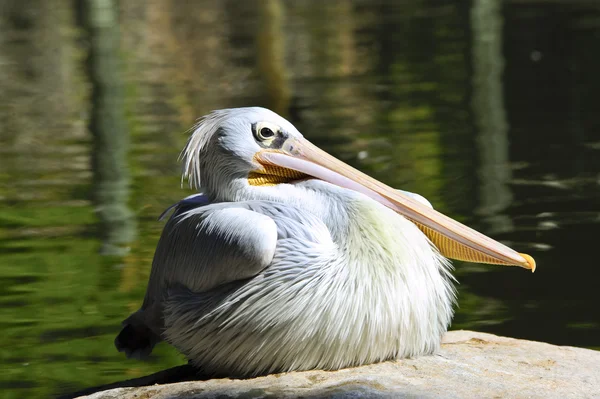 Pembe yedeklenmiş Pelikan — Stok fotoğraf