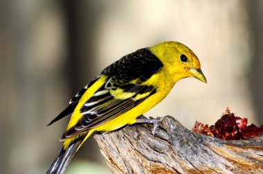 Western Tanager clipart