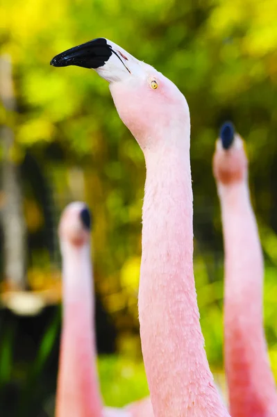 stock image Chilean Flamingo