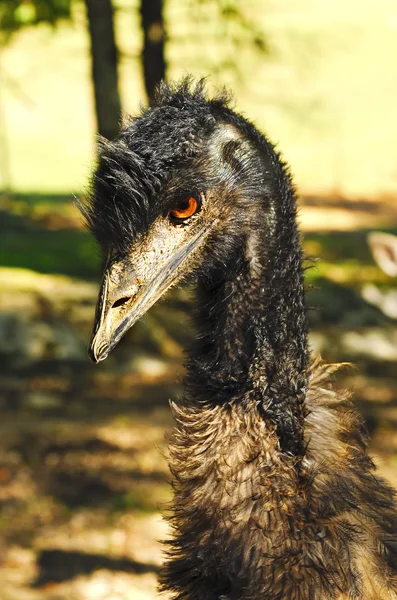 Primer plano de un Emu —  Fotos de Stock
