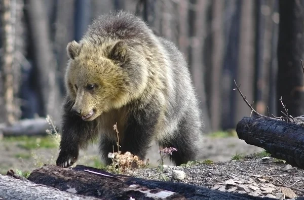 Niedźwiedź grizzly — Zdjęcie stockowe