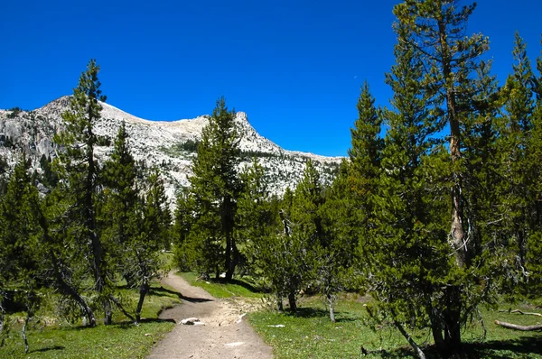 Sommer im Yosemite — Stockfoto