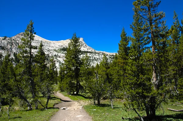 Lato w yosemite — Zdjęcie stockowe