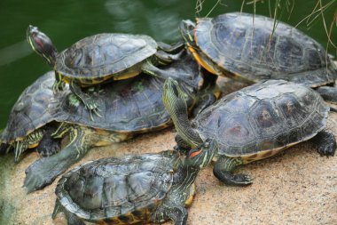 Group of red-eared slider turtles sitting on a stone in the zoo clipart