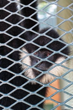 yakın çekim yaşam b arkasında düşünürken kukuletalı capuchin maymun